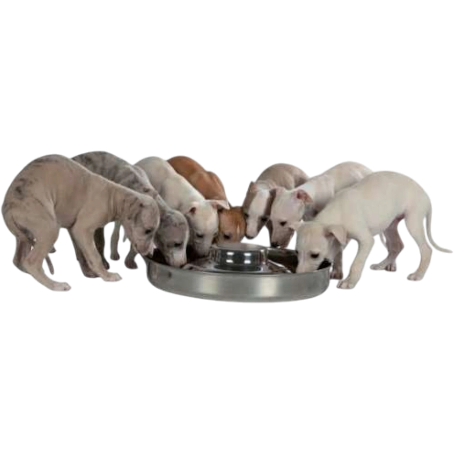 Trixie Edelstahl-Welpennapf – Die perfekte Lösung für mehrere hungrige Welpen!