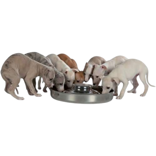Trixie Edelstahl-Welpennapf – Die perfekte Lösung für mehrere hungrige Welpen!