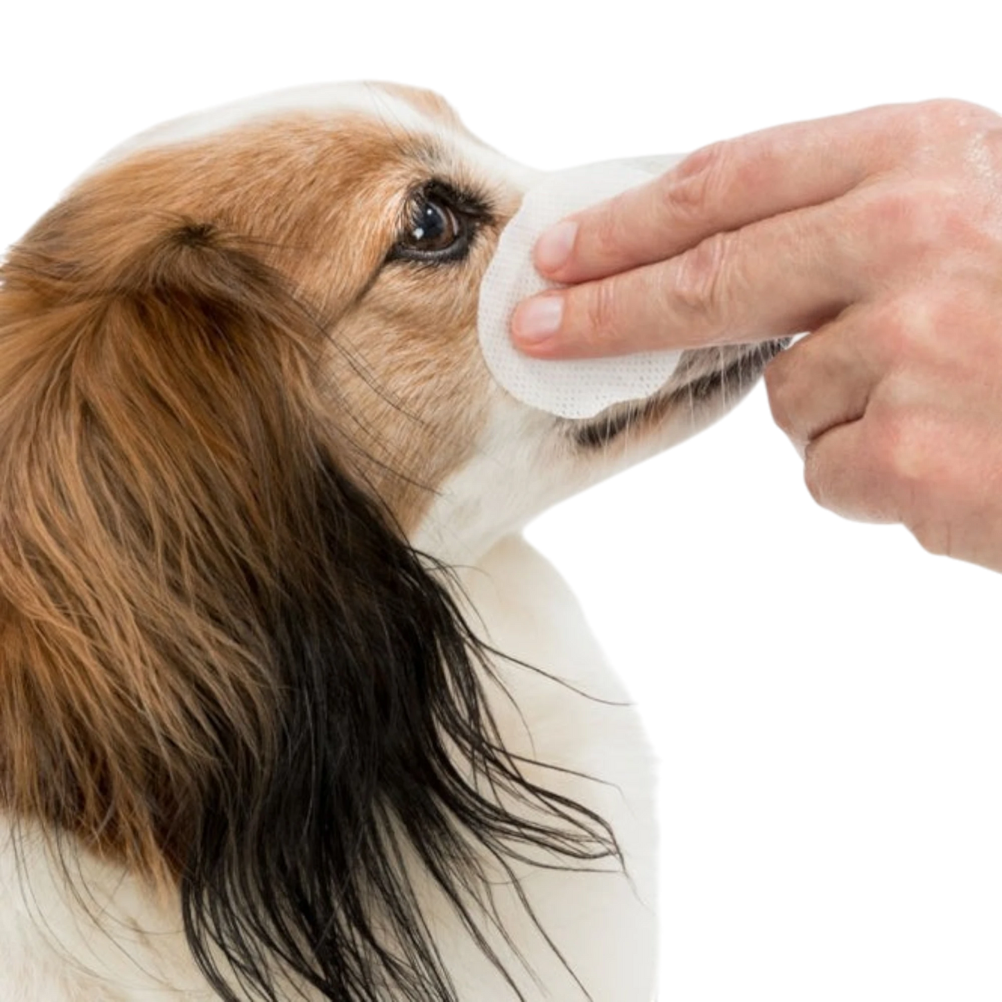 Trixie Augenpflege Einweg-Pads - 100 Stück - Pflegende Reinigungslotion für Haustiere – Sanfte Pflege mit Aloe Vera & Provitamin B5