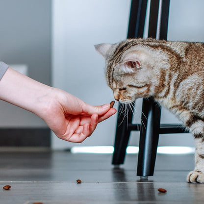 StarSnack Crushy Anti-Hairball – Cremig gefüllt. Funktional wirksam. Für weniger Haarballen.