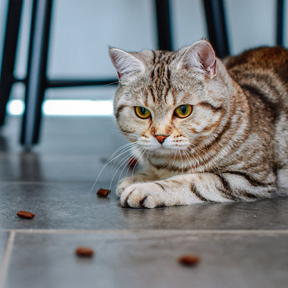 StarSnack Crushy Anti-Hairball – Cremig gefüllt. Funktional wirksam. Für weniger Haarballen.