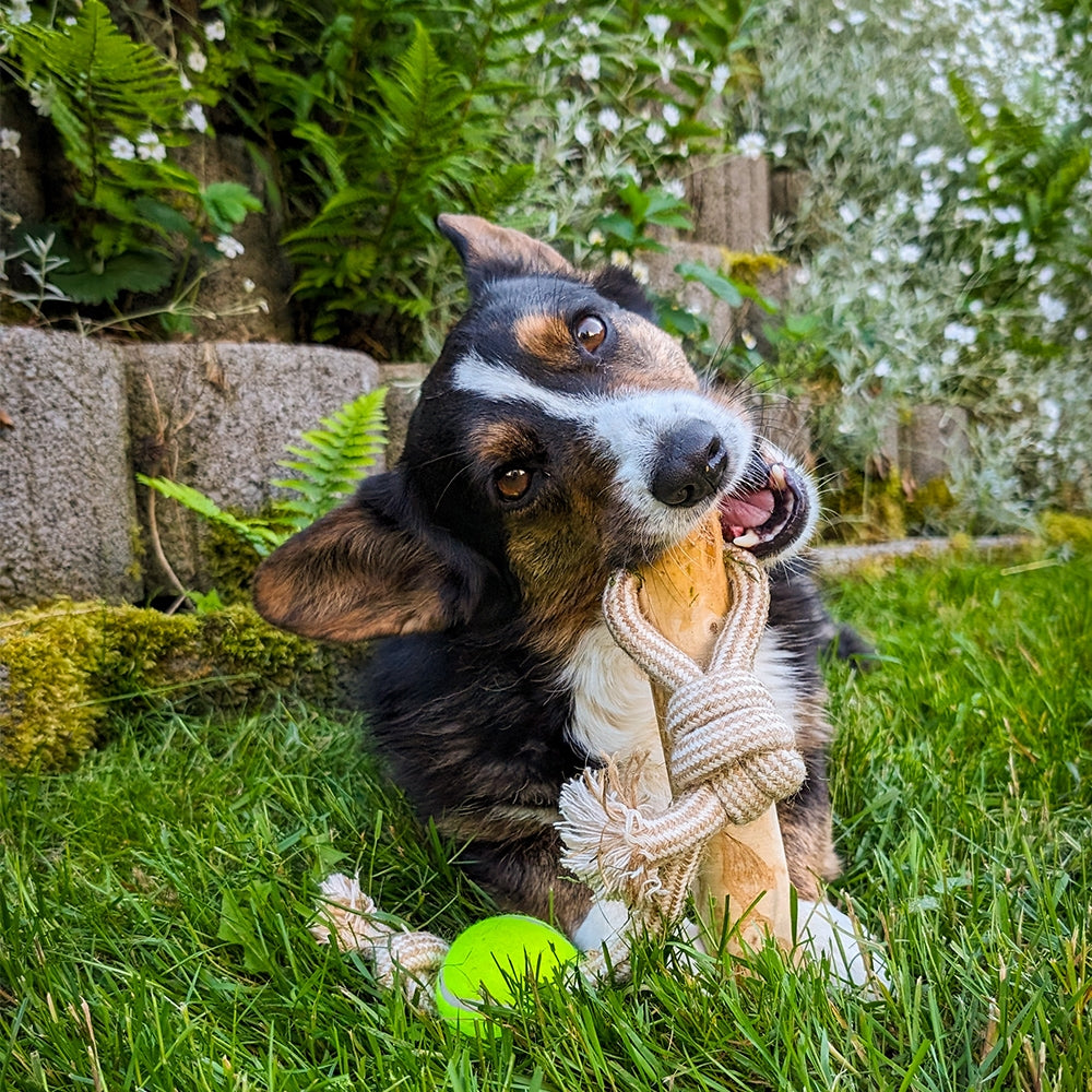 Kaffeeholz mit Seil – Natürliches Kauvergnügen für Ihren Hund