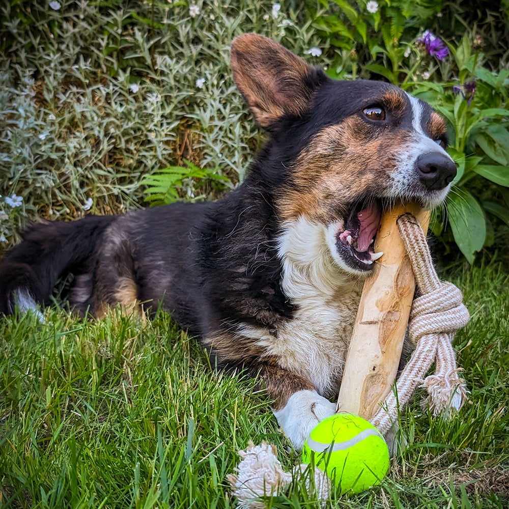 Kaffeeholz mit Seil – Natürliches Kauvergnügen für Ihren Hund
