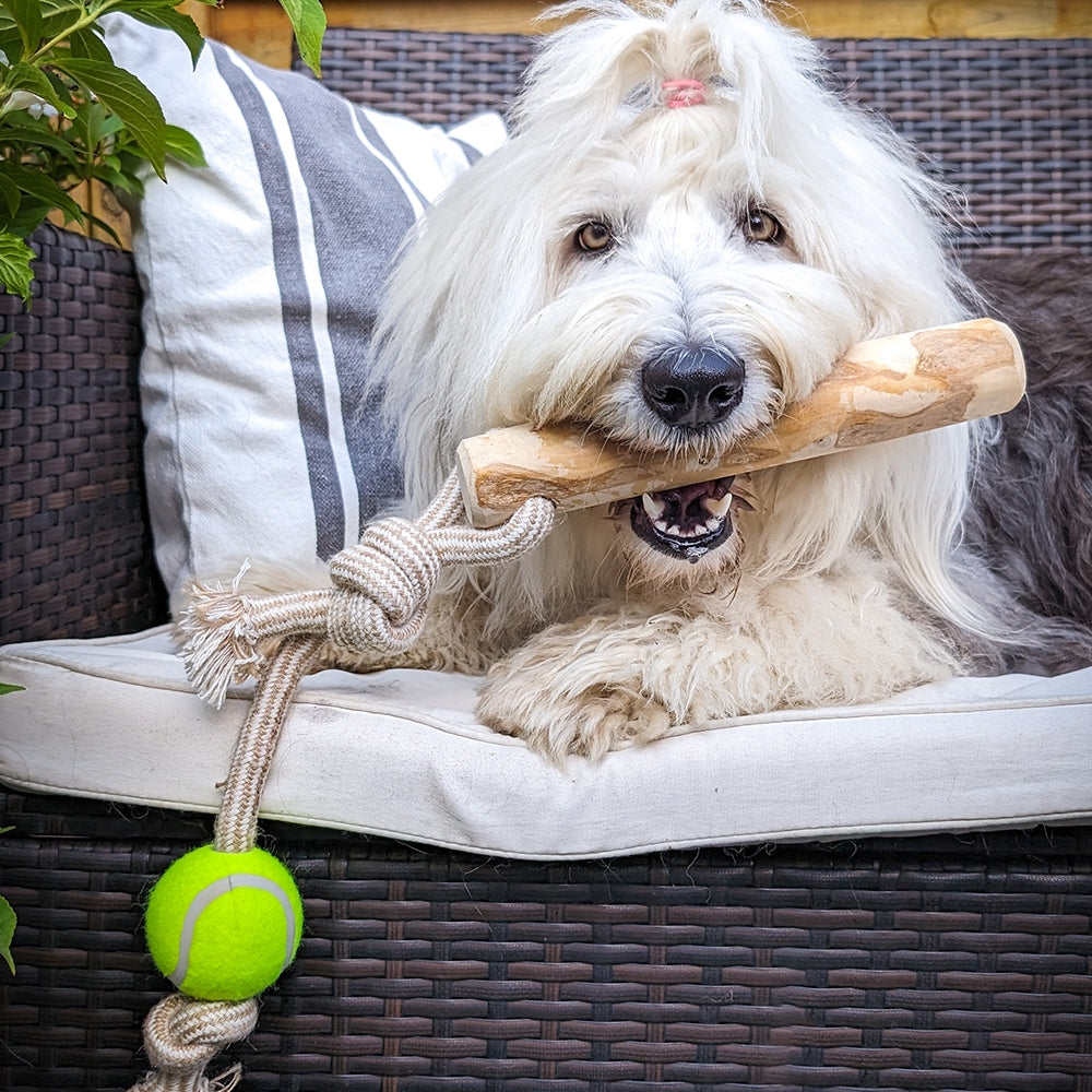 Kaffeeholz mit Seil – Natürliches Kauvergnügen für Ihren Hund