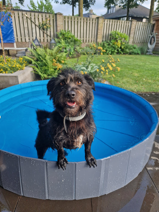 Spritziger Sommerspaß – Planschbecken mit Wassersprinkler für Hunde