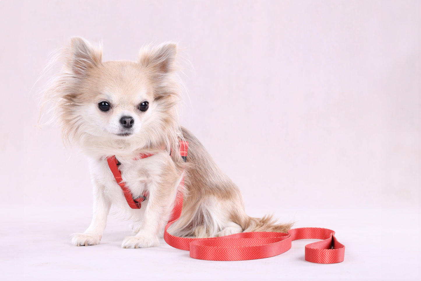 Leine Noekie – Stilvoll, Robust & Zuverlässig