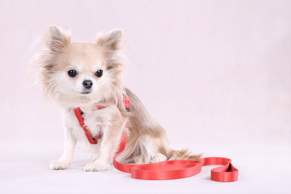 Leine Noekie – Stilvoll, Robust & Zuverlässig