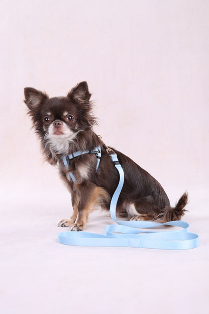 Leine Noekie – Stilvoll, Robust & Zuverlässig