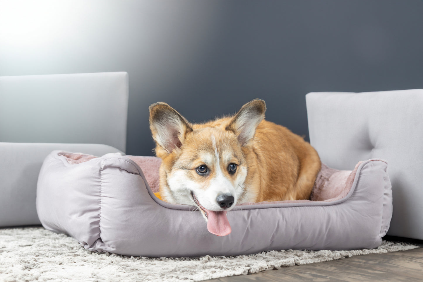 Weiches Tierbett mit niedrigem Einstieg – Komfort für alle Hunde