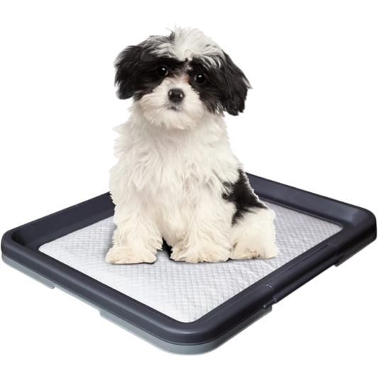 Doggy Trainer – Die ideale Hilfe für die Welpenerziehung & hygienische Sauberkeit