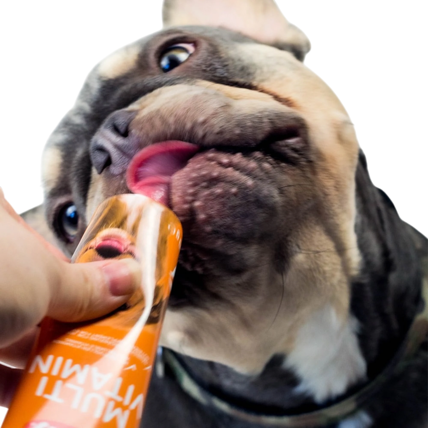 Multi Vitamin Hund – Für mehr Vitalität & Wohlbefinden