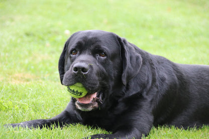 Tennisball XL – Der perfekte Apportierspaß für große Hunde