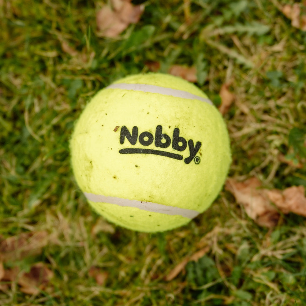 Tennisbälle mit Squeaker – Apportierspaß mit Quietscheffekt