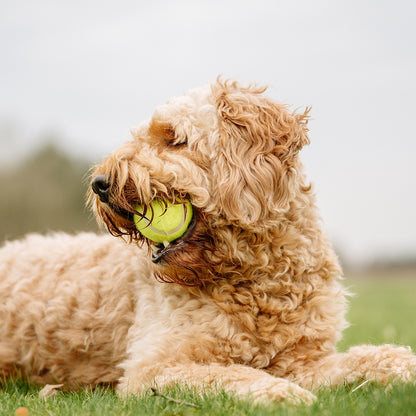 Tennisbälle mit Squeaker – Apportierspaß mit Quietscheffekt