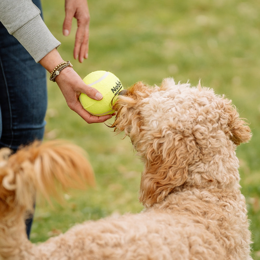 Tennisball – Zahnschonender Apportierspaß für deinen Hund
