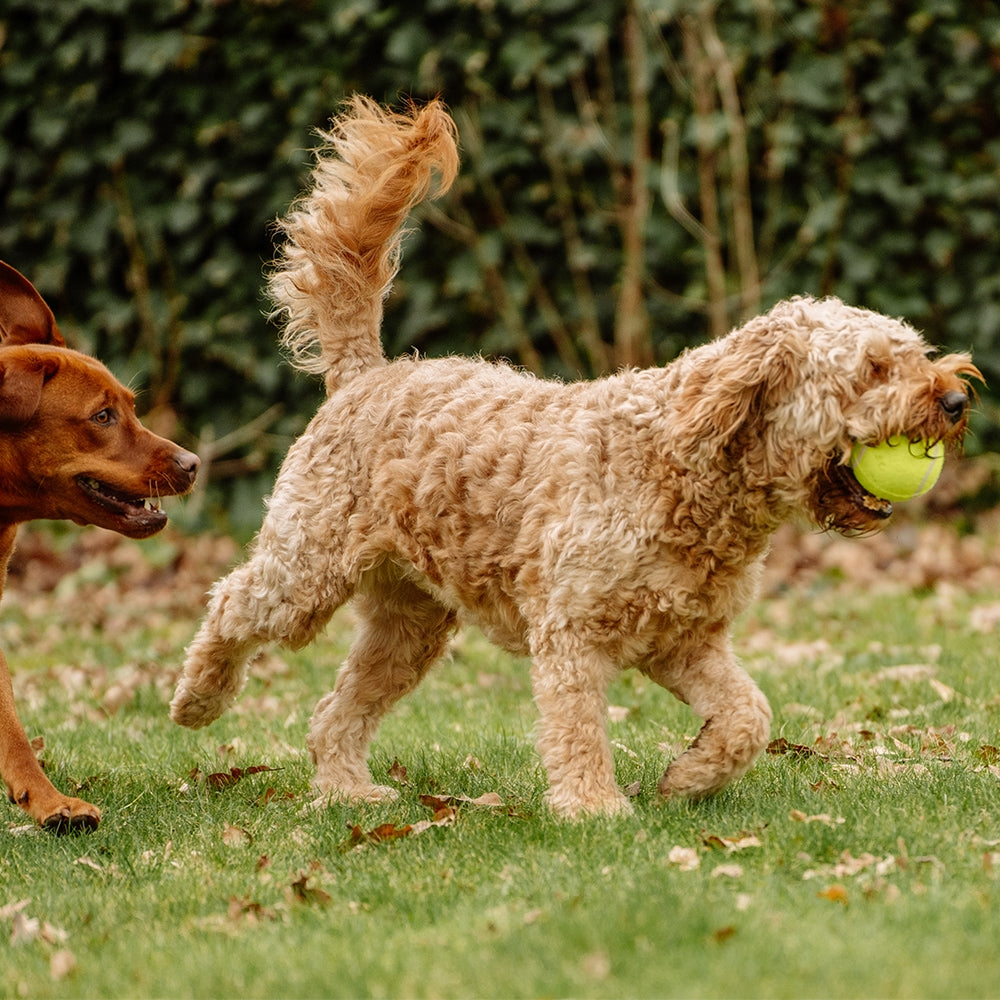 Tennisball – Zahnschonender Apportierspaß für deinen Hund