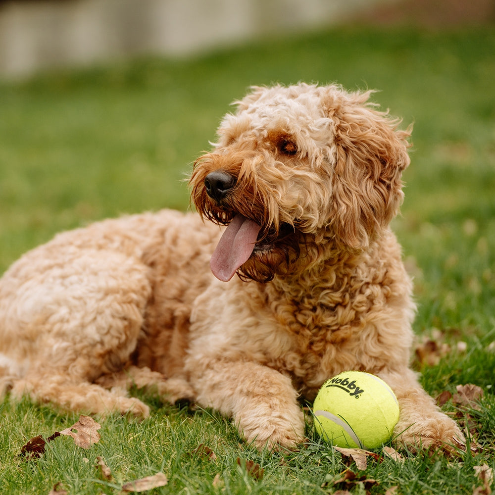 Tennisball – Zahnschonender Apportierspaß für deinen Hund