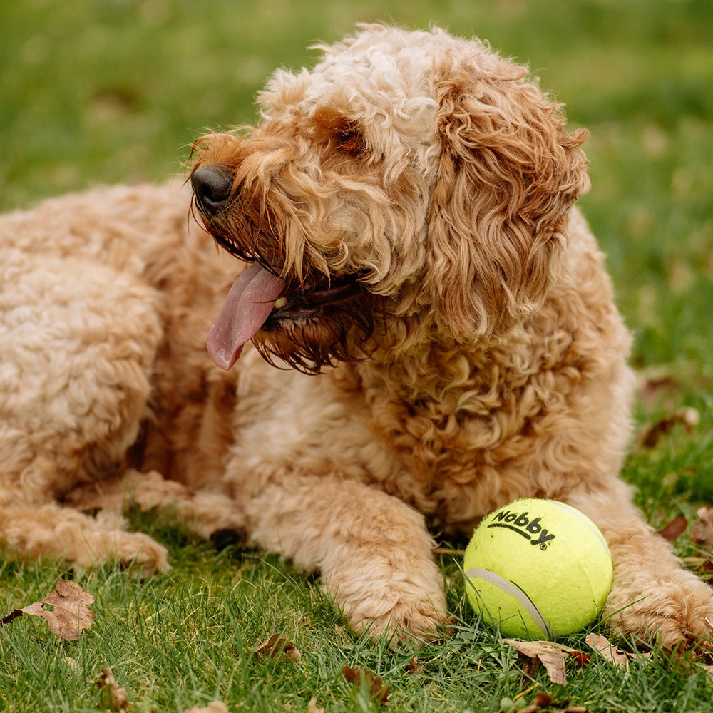 Tennisball – Zahnschonender Apportierspaß für deinen Hund