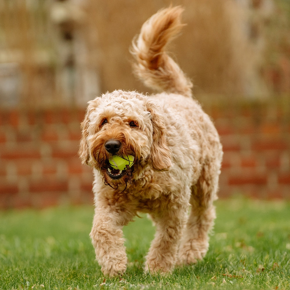 Tennisball – Zahnschonender Apportierspaß für deinen Hund