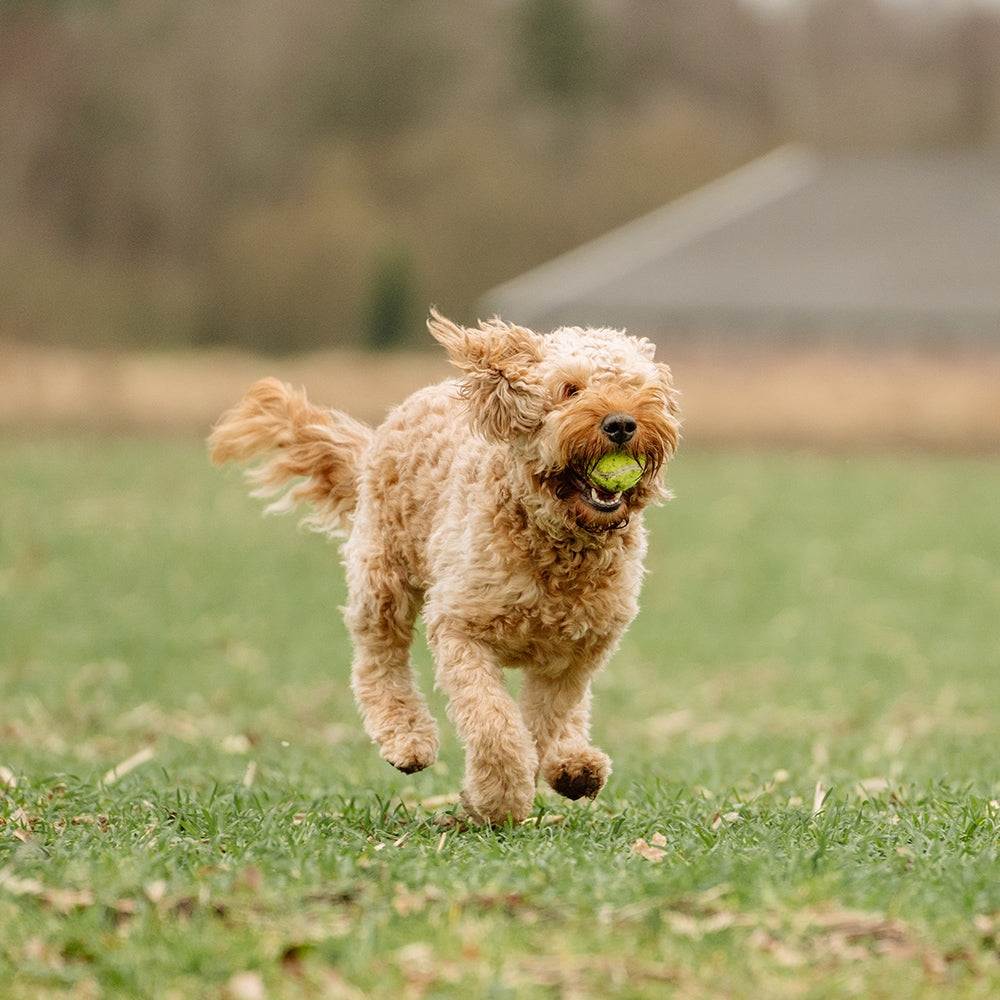 Tennisball – Zahnschonender Apportierspaß für deinen Hund