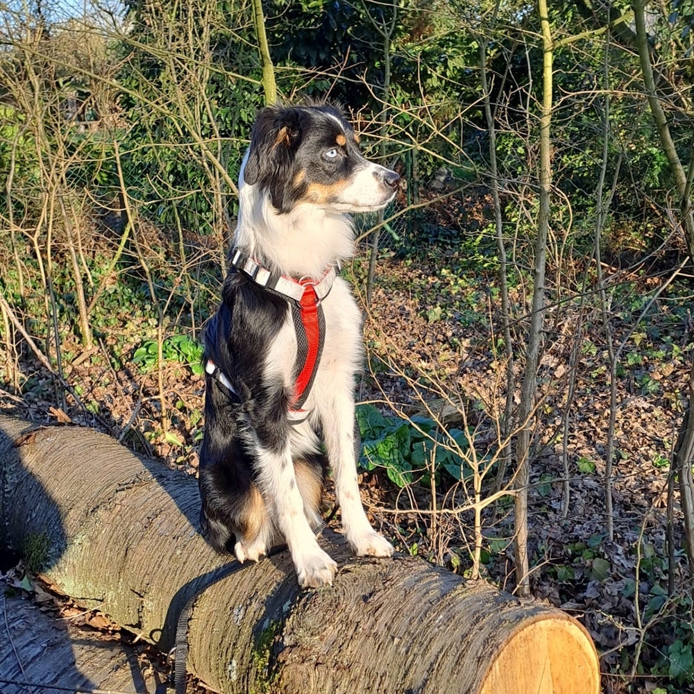 Geschirr "DAILY WALK COMFORT" – Perfekter Tragekomfort für jeden Spaziergang 🐕🚶