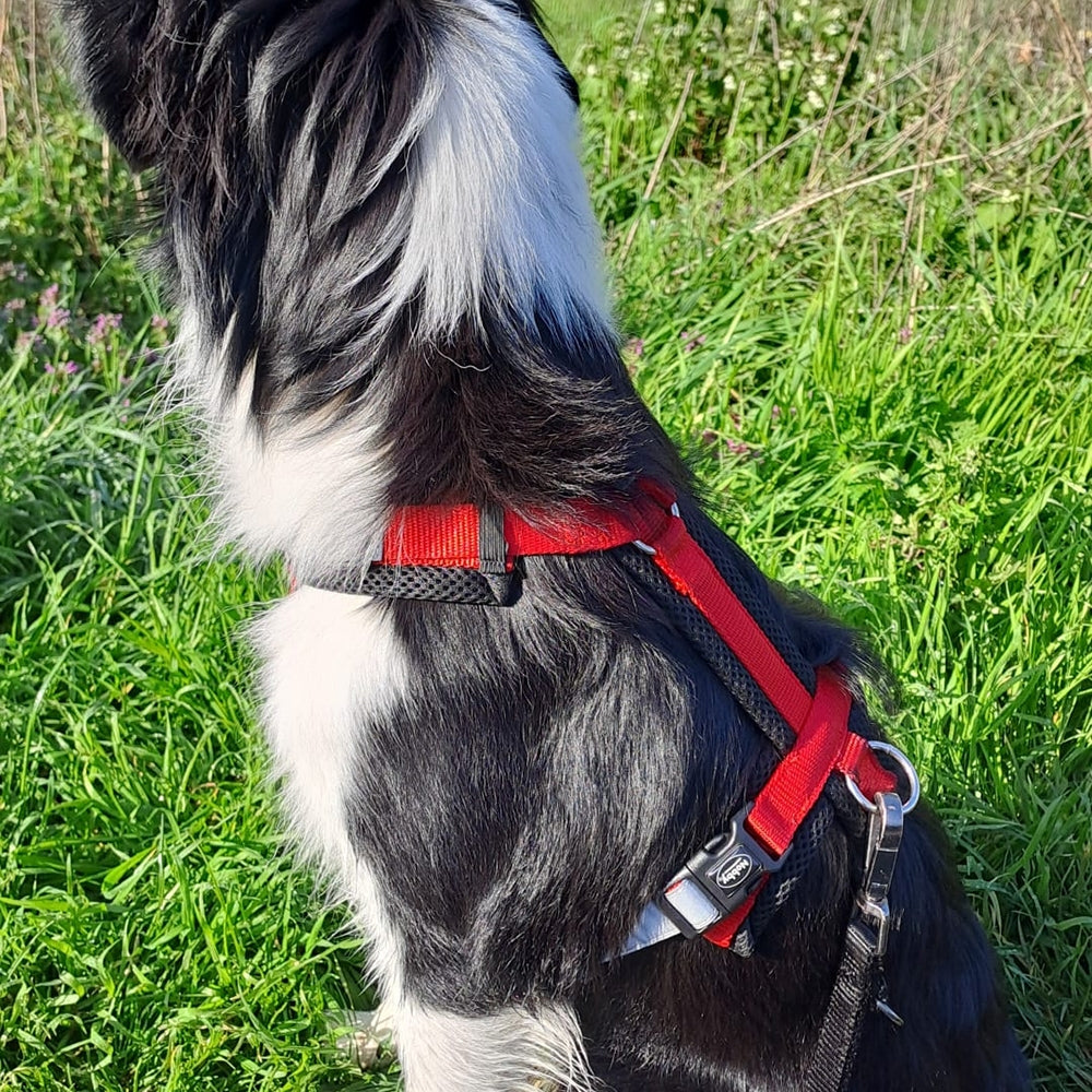 Geschirr "DAILY WALK COMFORT" – Perfekter Tragekomfort für jeden Spaziergang 🐕🚶
