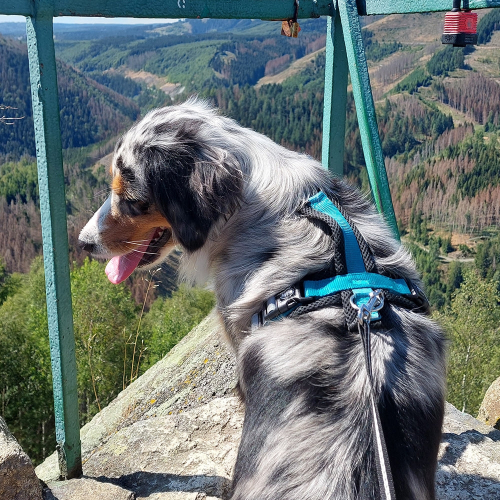 Geschirr "DAILY WALK COMFORT" – Perfekter Tragekomfort für jeden Spaziergang 🐕🚶