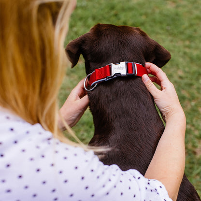 Halsband "Classic Preno Royal" – Königlicher Komfort für deinen Hund
