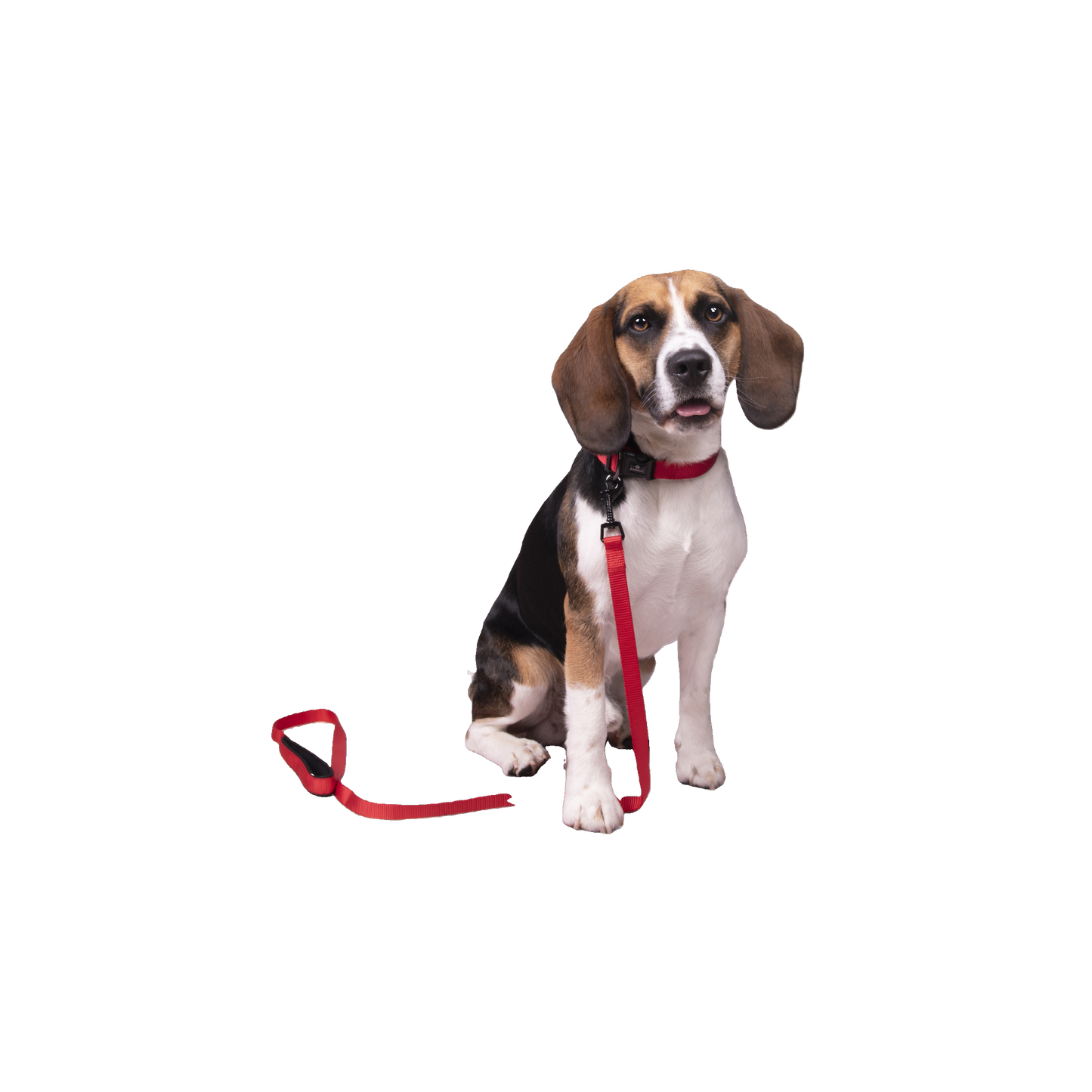 Abbi Hundehalsband – Stilvoll, Komfortabel & Funktional