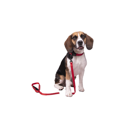 Abbi Hundehalsband – Stilvoll, Komfortabel & Funktional