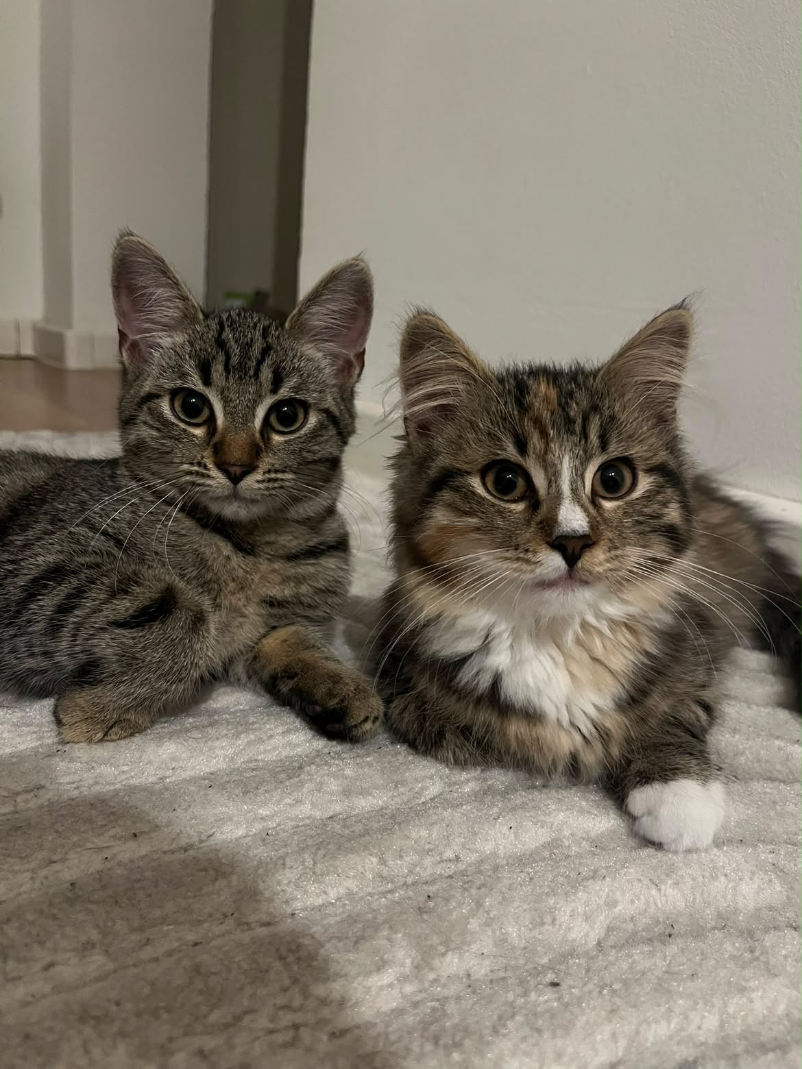 Asta & Nami