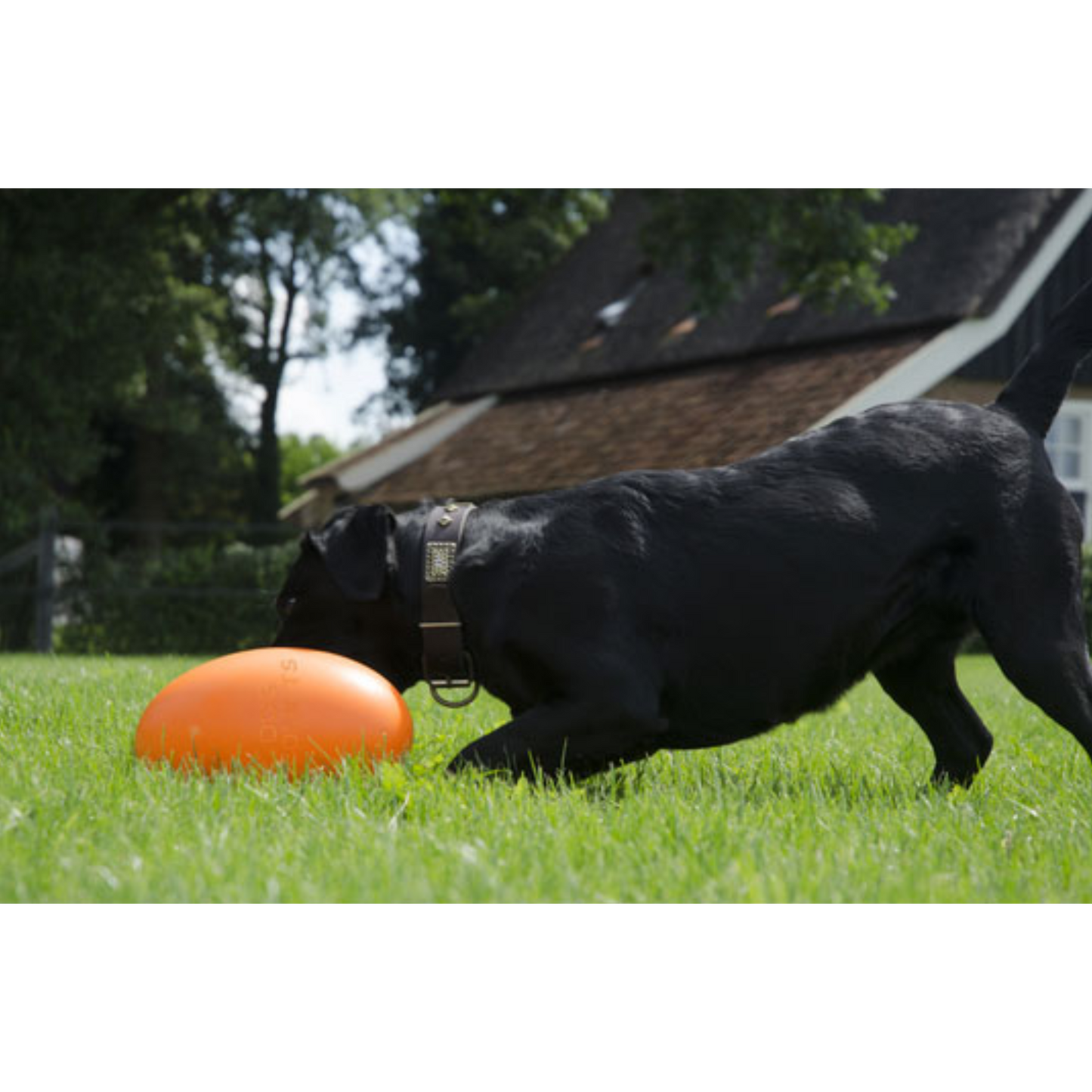 Dog Comets Pan-Stars Treibei – schwimmfähiges Spielzeug mit unvorhersehbarer Bewegung