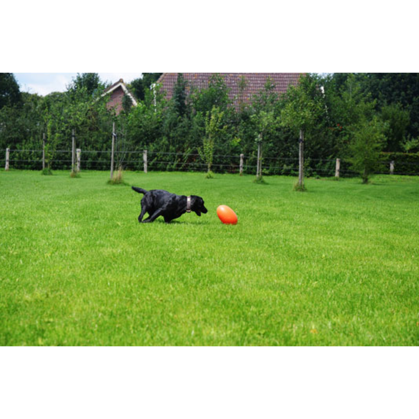 Dog Comets Pan-Stars Treibei – schwimmfähiges Spielzeug mit unvorhersehbarer Bewegung