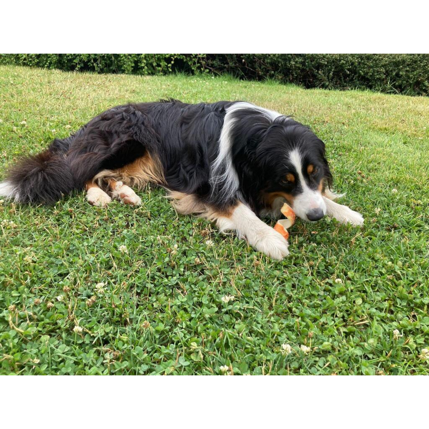 Dokas Dog - Kau-Spirale Hühnerbrust