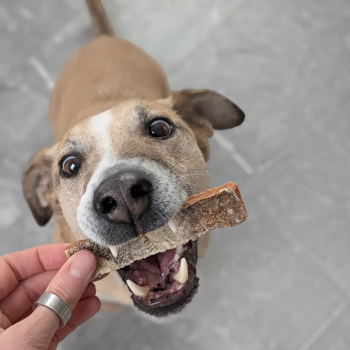 Dokas Dog - Lachs Streifen