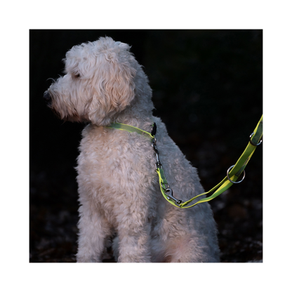 Full Reflect Halsband – Maximale Sicherheit & Stil für deinen Hund