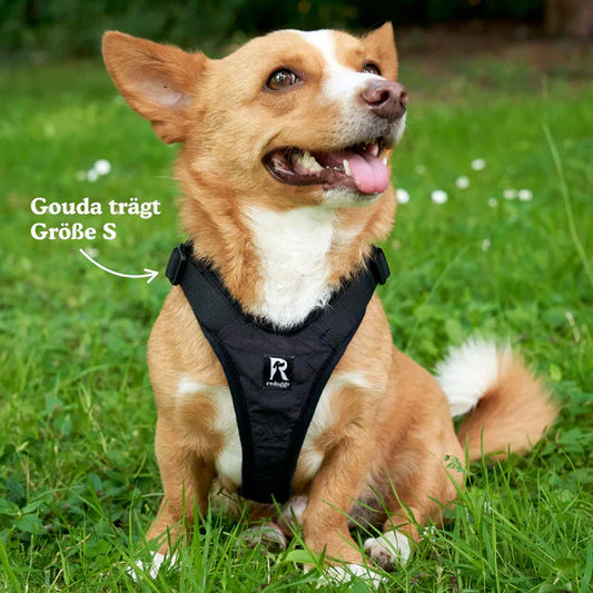 Redoggo Geschirr – Ergonomisch, sicher & nachhaltig