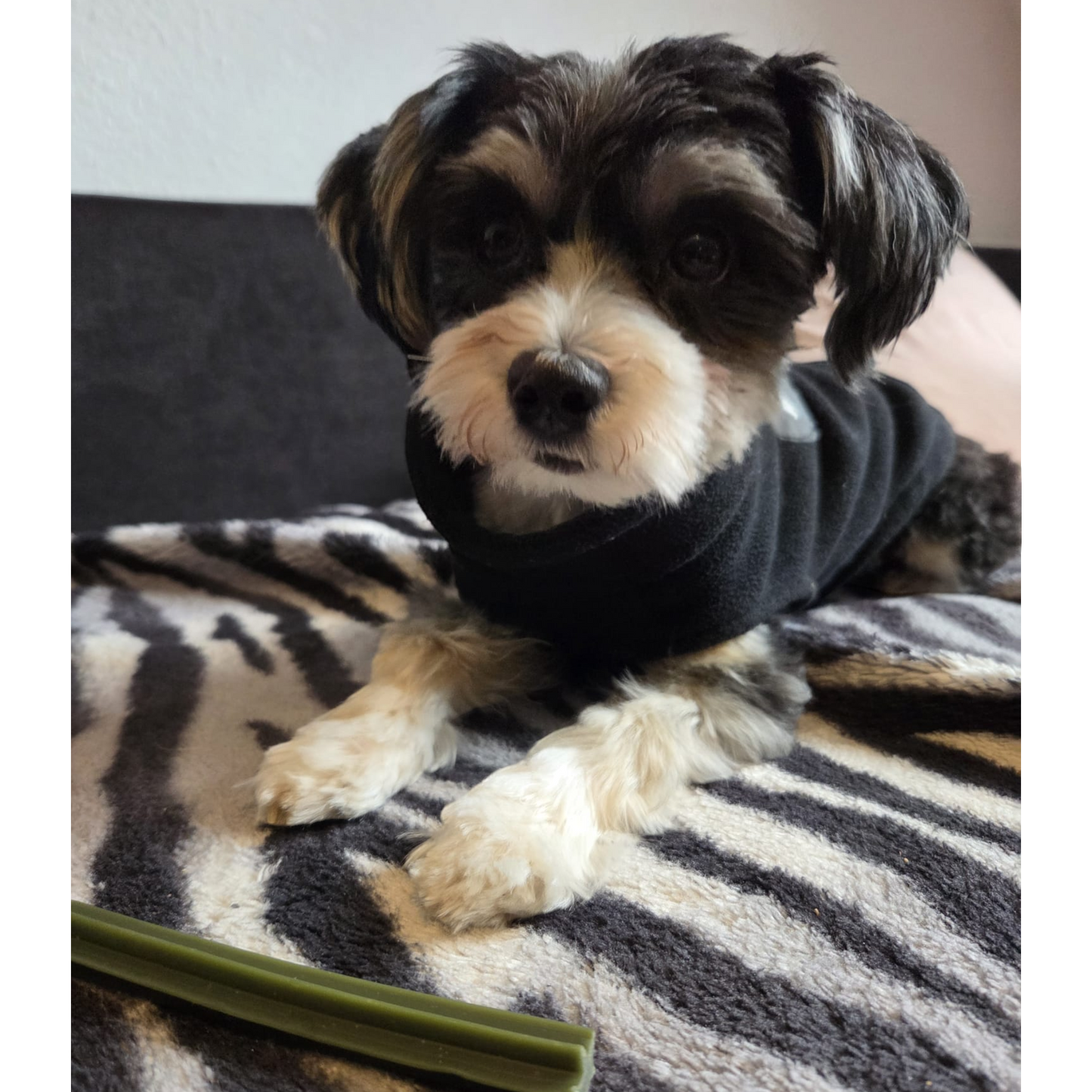 Garden Bites Dog - Dental Sticks
