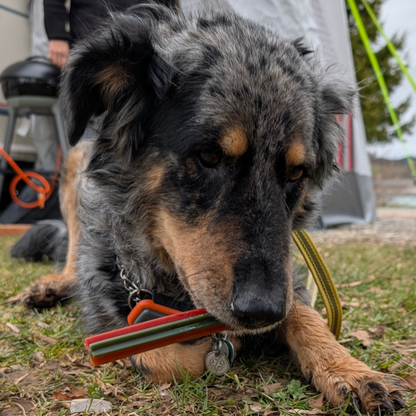 Garden Bites Dog - Dreifach Vegane Sticks