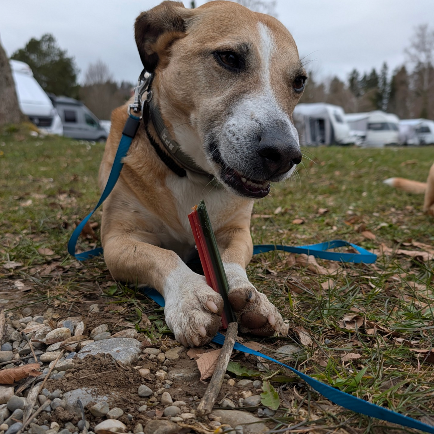 Garden Bites Dog - Dreifach Vegane Sticks