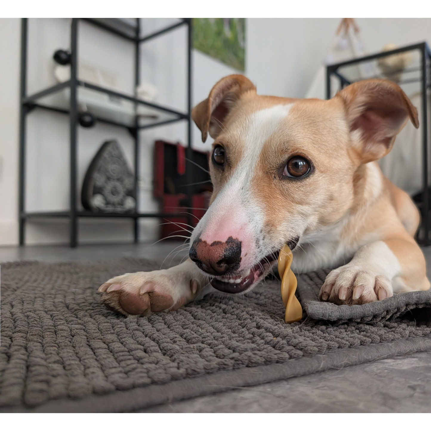Garden Bites Dog - Fruity Dental Swirls