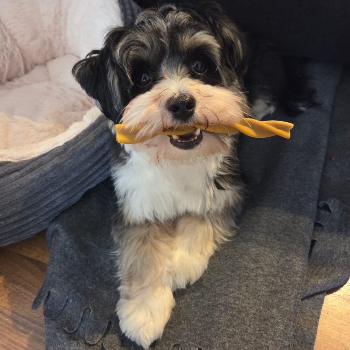 Garden Bites Dog - Fruity Dental Swirls