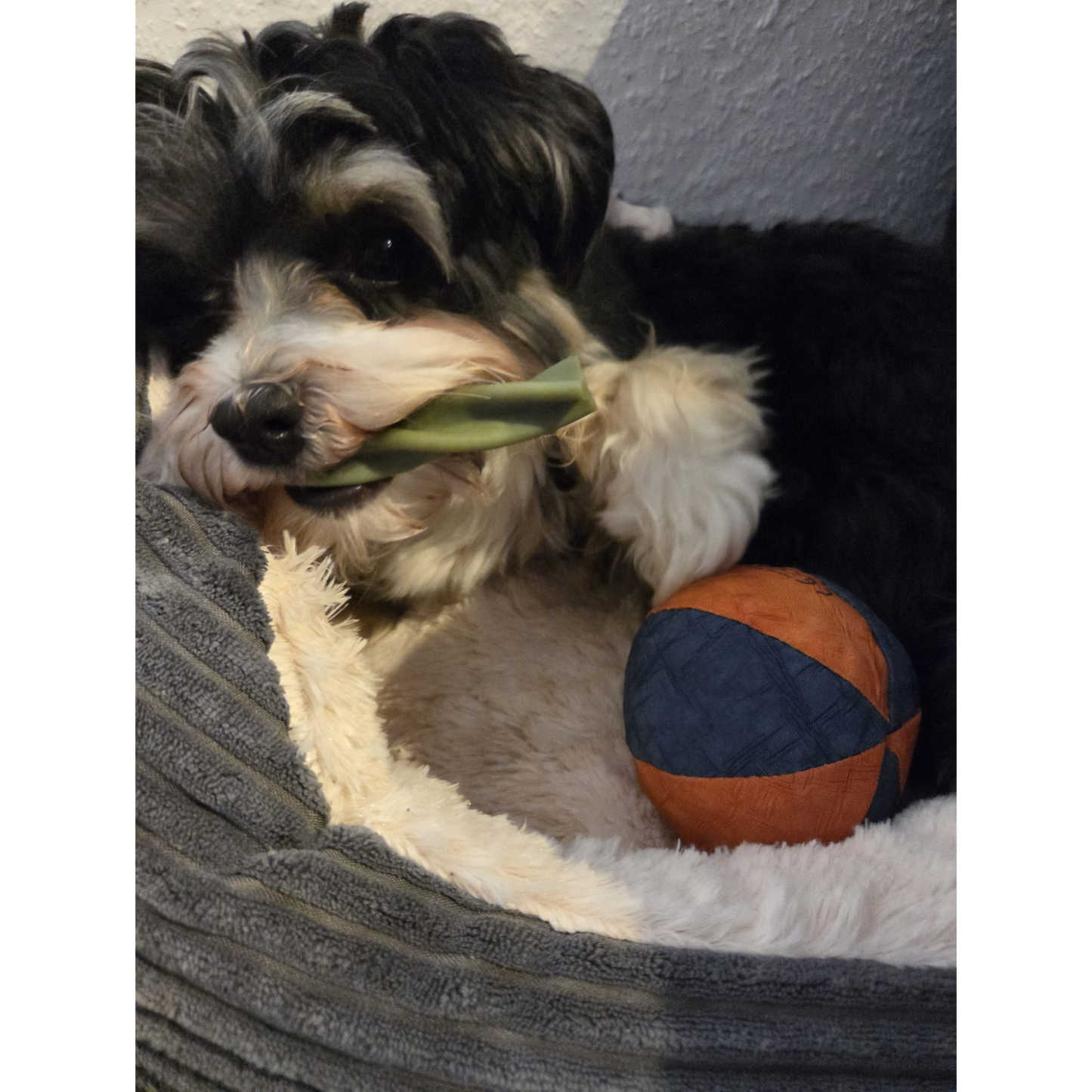 Garden Bites Dog - Fruity Dental Swirls