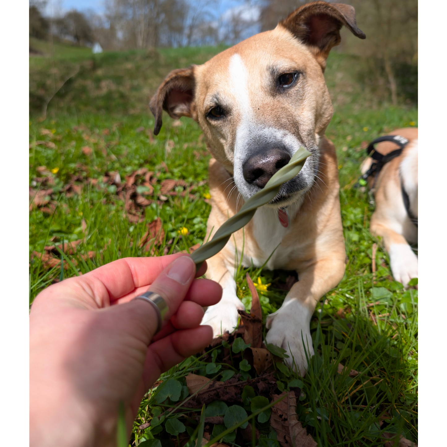 Garden Bites Dog - Fruity Dental Swirls