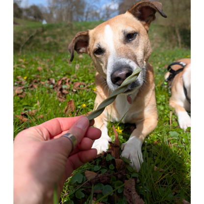 Garden Bites Dog - Fruity Dental Swirls
