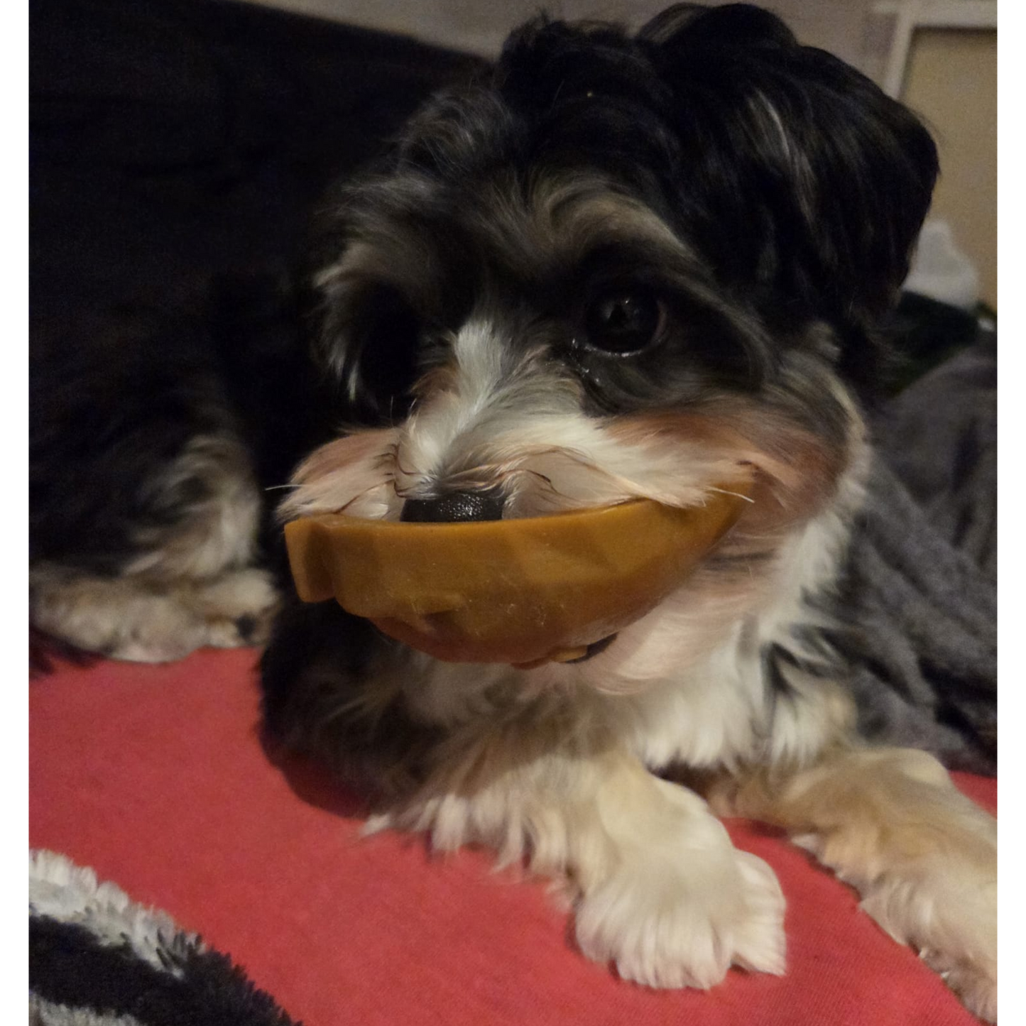 Garden Bites Dog - Fruity Friends