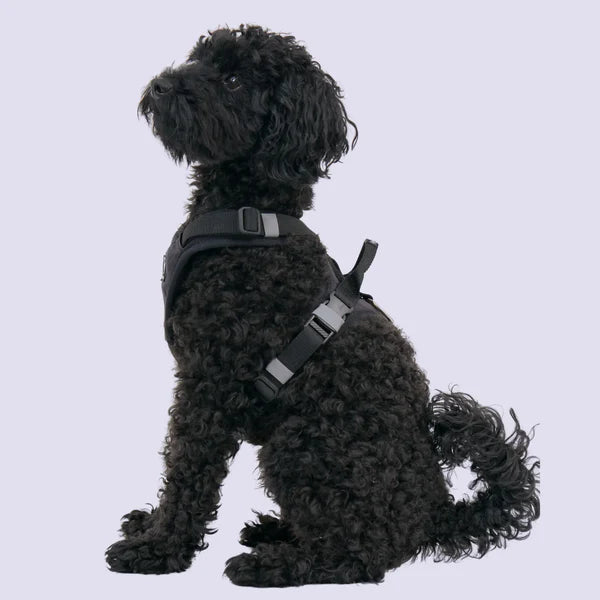Redoggo Geschirr – Ergonomisch, sicher & nachhaltig