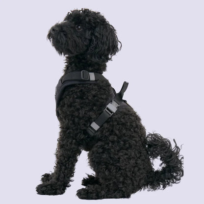 Redoggo Geschirr – Ergonomisch, sicher & nachhaltig