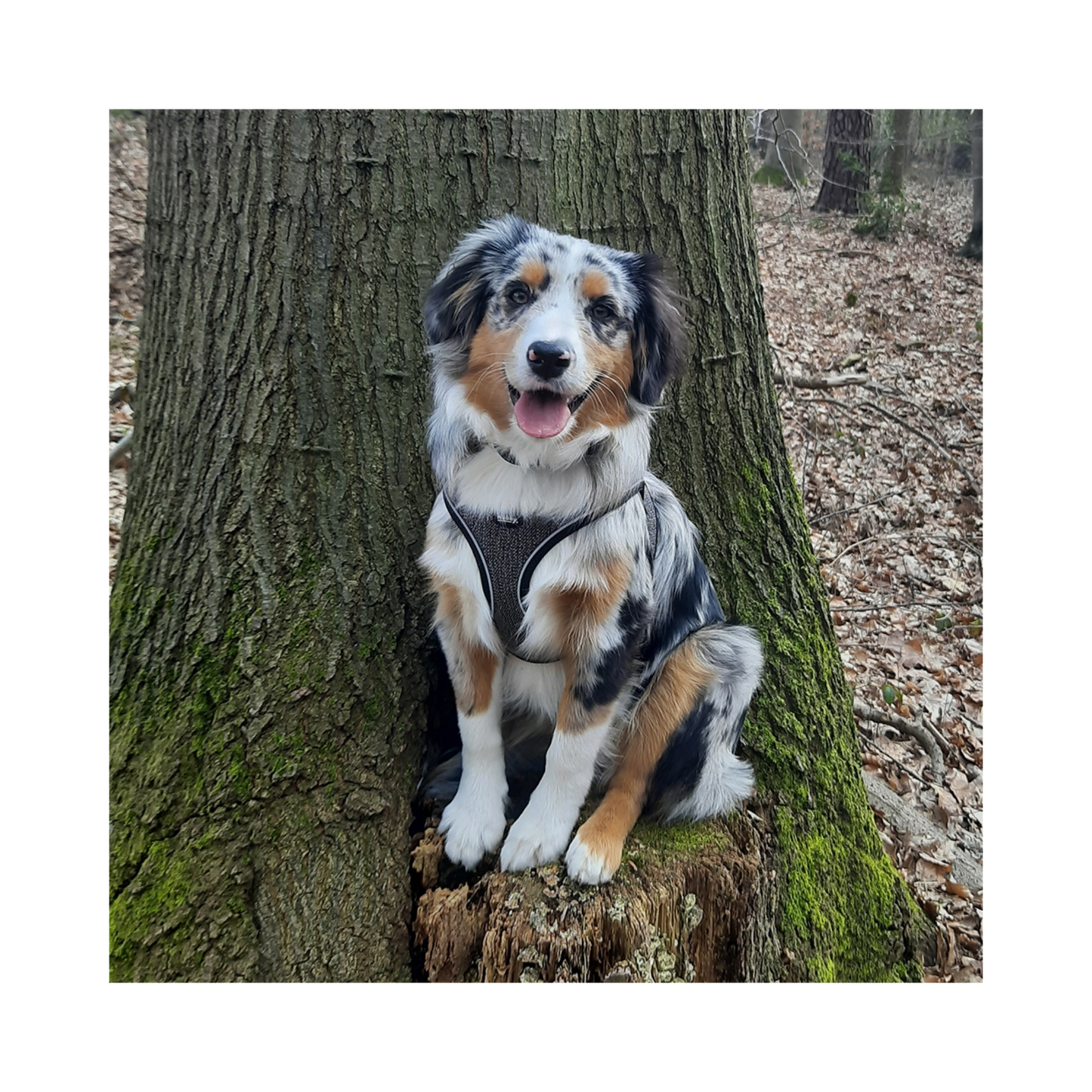 Geschirr Cayo – Leicht, Komfortabel & Sicher für Ihren Hund