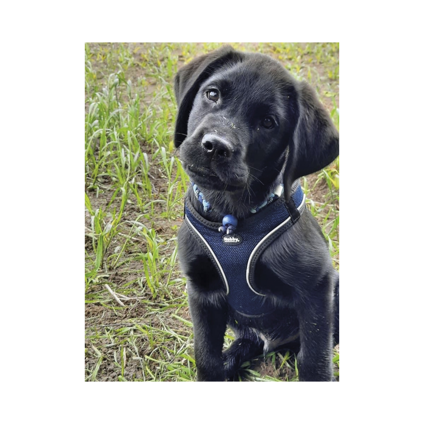 Geschirr Cayo – Leicht, Komfortabel & Sicher für Ihren Hund